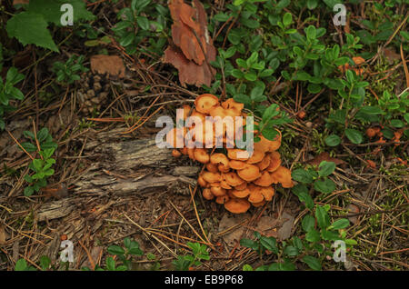 Pilze im Herbst Holz. Stockfoto