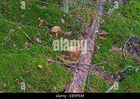 Pilze im Herbst Holz. Stockfoto