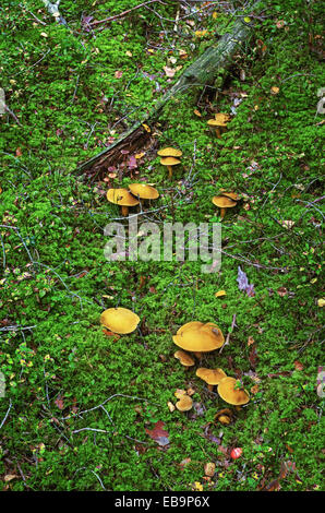 Pilze im Herbst Holz. Stockfoto