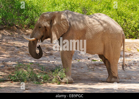 Seltene namibische Wüste Elefant (Loxodonta Africana), Bull, Hoanib Fluss, Kaokoland, Kaokoveld, Kunene Provinz, Namibia Stockfoto