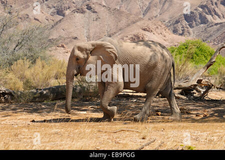 Seltene namibischen Wüste Elefant (Loxodonta Africana), Kuh, Hoanib Fluss, Kaokoland, Kaokoveld, Namib-Wüste, Kunene Provinz Stockfoto