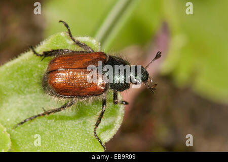 Garten Laub Käfer oder gemeinsame Maikäfer (Phyllopertha Horticola), Untergröningen, Abtsgmuend, Baden-Württemberg, Deutschland Stockfoto