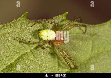 Gurke Green Orb Spider (Araniella Cucurbitina), Weiblich, Untergröningen, Abtsgmuend, Baden-Württemberg, Deutschland Stockfoto