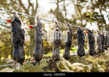 Auf Stacheldrahtzaun, bekannt als Mord Schiene, von Maulwurf Trapper, North Pennines hing tot Europäische Maulwürfe (Talpa Europaea) Stockfoto