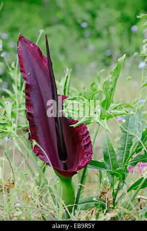 Dragon-Arum (Dracunculus Vulgaris) Blume, Zentralmakedonien, Griechenland Stockfoto