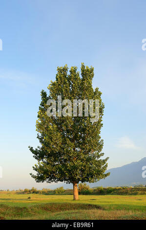 Schwarz-Pappel (Populus Nigra), Zentral-Makedonien, Griechenland Stockfoto