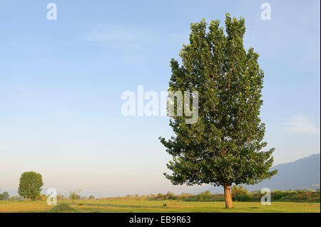 Schwarz-Pappel (Populus Nigra), Zentral-Makedonien, Griechenland Stockfoto