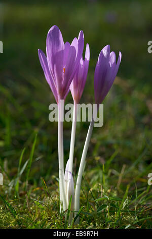 Herbstzeitlose oder Wiese Safran (Colchicum Autumnale), Mieminger Plateau, Tirol, Österreich Stockfoto