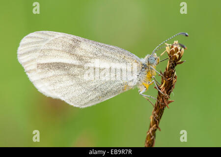 Holz weiß Schmetterling (Leptidea Sinapis) Stockfoto