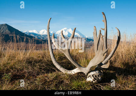 Rentier-Geweih vor Mount McKinley, Denali National Park, Alaska, Vereinigte Staaten von Amerika Stockfoto