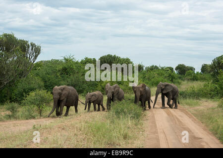 Afrikanische Elefanten (Loxodonta Africana), Herde Kreuzung Straße, Queen Elizabeth National Park, Uganda Stockfoto