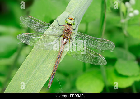 Green-Eyed Hawker (Aeshna drehbar), Weiblich, Zentralmakedonien, Griechenland Stockfoto