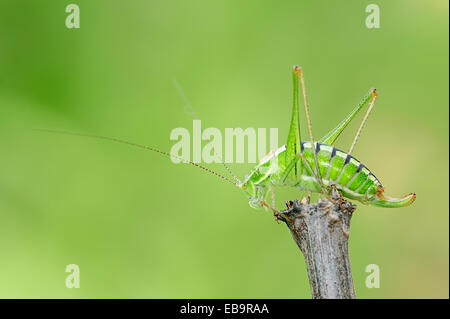 Grashuepfer, Long – gehörnte Grasshopper (Tettigonidae spec.), weibliche, Zentralmakedonien, Griechenland Stockfoto