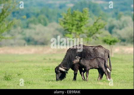 Inländische Buffalo, asiatische Wasserbüffel (Bos Arnee, Bubalus Arnee), Kuh mit Kalb auf einer Wiese, Zentralmakedonien, Griechenland Stockfoto