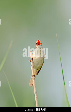 Drosselrohrsänger (Acrocephalus Arundinaceus), singen, männliche sitzen auf Rohrkolben, Zentralmakedonien, Griechenland Stockfoto
