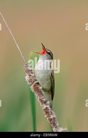 Drosselrohrsänger (Acrocephalus Arundinaceus), Gesang männlich, Zentralmakedonien, Griechenland Stockfoto
