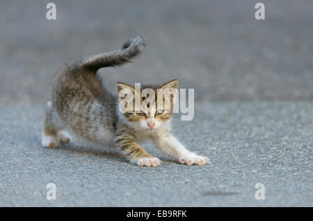 Inländische Katze (Felis Silvestris F. Catus) Kätzchen mit stretching auf Straße, Bayern, Deutschland Stockfoto