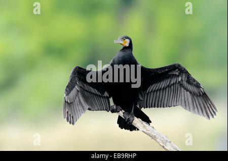 Kormoran (Phalacrocorax Carbo) mit ausgebreiteten Flügeln Zentralmakedonien, Griechenland Stockfoto