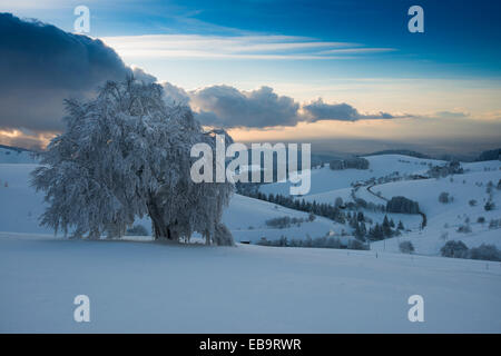 Verschneite buchen und einen Panoramablick über das Rheintal, Schauinsland, Freiburg Im Breisgau, Baden-Württemberg Stockfoto