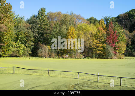 Algenblüte, die auf der Oberfläche eines Teiches in Prospect Park, Brooklyn, NYC, USA Stockfoto