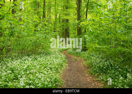 Pfad im Frühjahr mit blühenden Bärlauch oder wilden Wald, Knoblauch (Allium Ursinum), Nationalpark Hainich, Thüringen, Deutschland Stockfoto