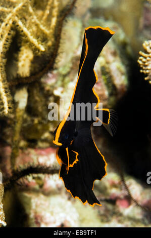 Dusky fledermausfische oder red-faced Fledermausfische Platax pinnatus (), juvenile, Philippinen Stockfoto