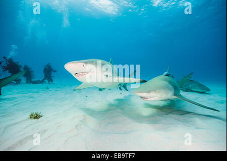 Zwei atlantischen Lemon Sharks (negaprion brevirostris), Bahamas Stockfoto