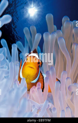 Ocellaris clownfisch oder falsch perculaclownfish (Amphiprion ocellaris), Philippinen Stockfoto