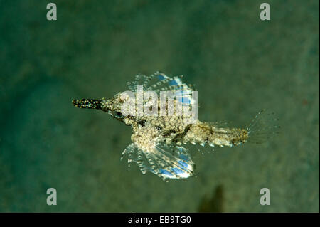 Kurze Drachenfisch oder Pegasus Meer Moth (Eurypegasus Draconis), Philippinen Stockfoto