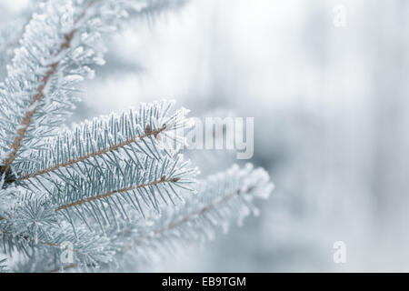 Winter Hintergrund mit frostigen Tannenzweigen textfreiraum auf der rechten Seite Stockfoto