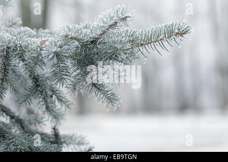 Winter Hintergrund mit frostigen Tannenzweigen textfreiraum auf der rechten Seite Stockfoto