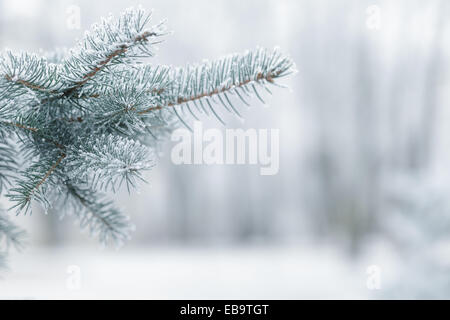 Winter Hintergrund mit frostigen Tannenzweigen textfreiraum auf der rechten Seite Stockfoto