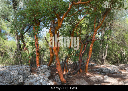 Griechischen Erdbeerbaum (Arbutus Andrachne), Köprülü Canyon National Park, Taurus-Gebirge, Gaziler, Provinz Antalya, Türkei Stockfoto