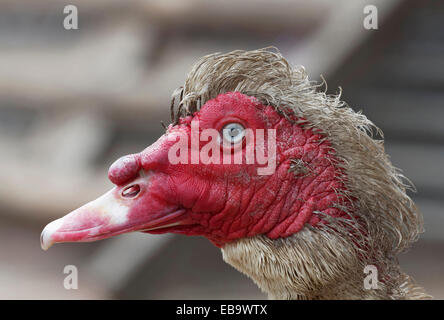 Barbarie-Ente (Cairina Moschata), Porträt, Knittkuhl, Düsseldorf, Rheinland, Nordrhein-Westfalen, Deutschland Stockfoto