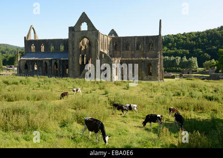 Die Ruine der Tintern Abbey in Monmouthshire, Wales. Stockfoto