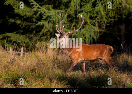 Rothirsch (Cervus Elaphus), Thüringer Wald, Thüringen, Deutschland Stockfoto