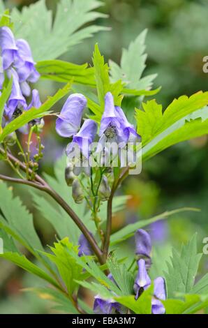 Der carmichael Eisenhut (aconitum carmichaelii) Stockfoto