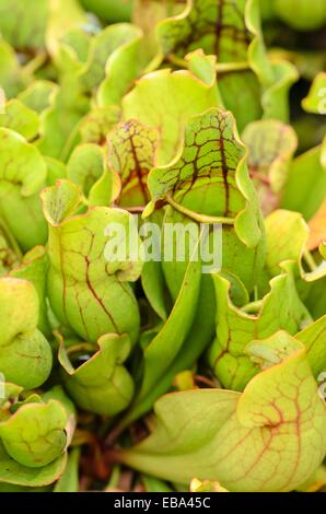 Lila Trompete Krug (Sarracenia purpurea) Stockfoto