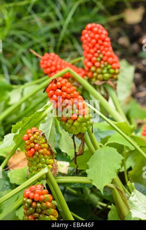 Kleine Jack-in-the-Pulpit (arisaema triphyllum) Stockfoto