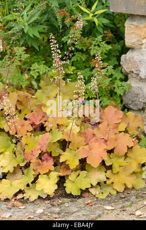 Haarige alumroot (heuchera villosa 'Caramel') Stockfoto