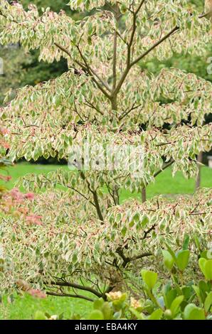 Riesige Hartriegel (Cornus controversa 'Variegata') Stockfoto