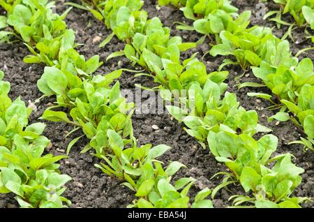 Spinat (Spinacia oleracea 'red Kardinal') Stockfoto