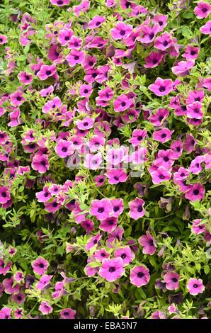 Petunie (Petunia recht viel Picasso) Stockfoto