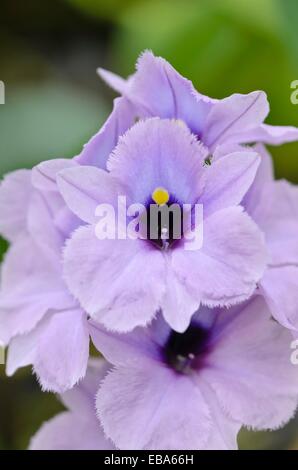 Wasserhyazinthe (eichhornia Azurea) Stockfoto