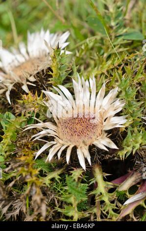 Stemless Silberdistel (carlina acaulis) Stockfoto