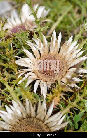 Stemless Silberdistel (carlina acaulis) Stockfoto