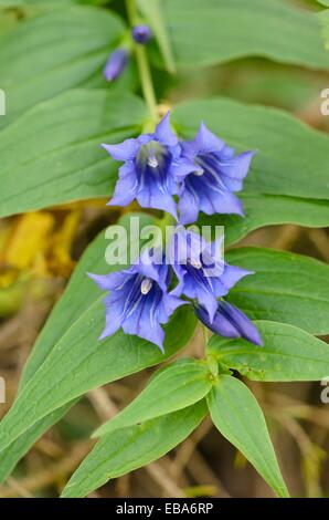 Weide-Enzian (Gentiana Asclepiadea) Stockfoto