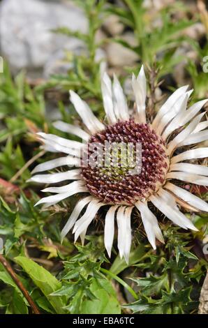 Stemless Silberdistel (carlina acaulis) Stockfoto