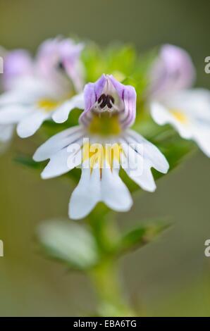 Augentrost (Euphrasia officinalis Syn. euphrasia rostkoviana) Stockfoto