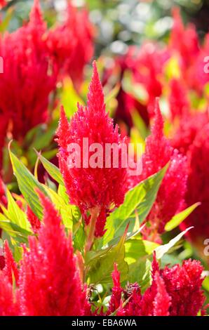 Hahnenkamm (Celosia Argentea var. Plumosa 'Frischen Look rot') Stockfoto